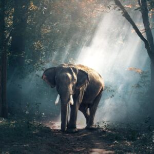 Elefánt a dzsungelben – vászonkép